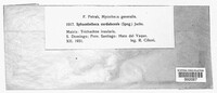 Sphacelotheca cordobensis image